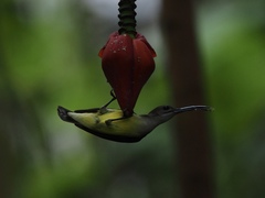 Arachnothera longirostra