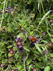Bombus dahlbomii