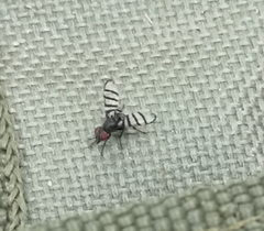 Otitinae