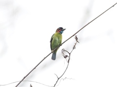 Psilopogon duvaucelii