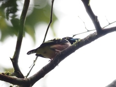 Eurylaimus ochromalus