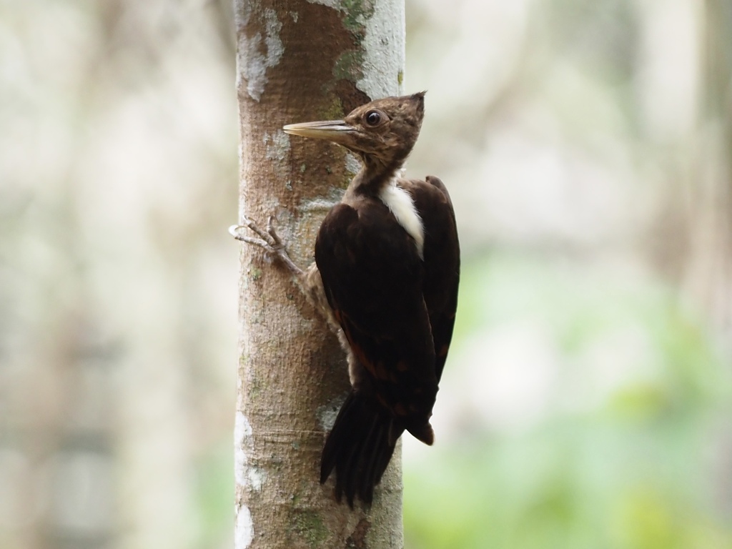 Orange-backed Woodpecker