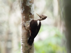 Reinwardtipicus validus