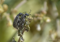 Epicauta maculata-group