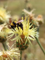 Bombus argillaceus