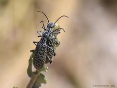 Epicauta maculata-group