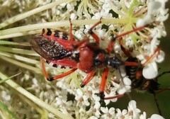 Rhynocoris iracundus