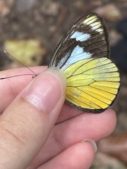 Leptophobia caesia