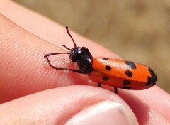 Mylabris quadripunctata