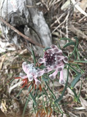 Petrophile linearis