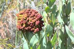 Protea witches broom phytoplasma