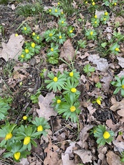 Eranthis hyemalis