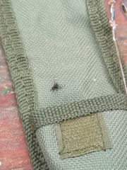 Otitinae