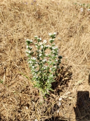 Echium italicum