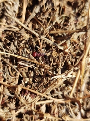 Cataglyphis nodus