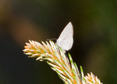 Celastrina