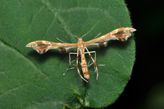 Geina periscelidactylus