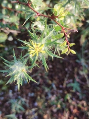 Carthamus lanatus