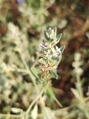 Marrubium peregrinum