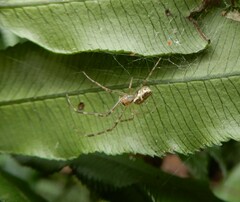 Tetragnathidae