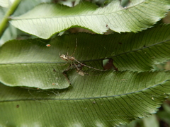 Tetragnathidae