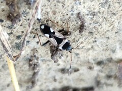 Raglius confusus