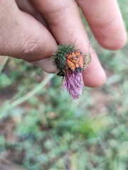 Carpocoris mediterraneus