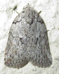 Pardasena virgulana