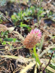 Trifolium vesiculosum