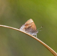 Callophrys henrici