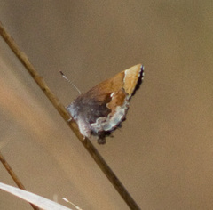 Callophrys henrici