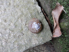 Nesiohelix
