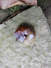 Nesiohelix