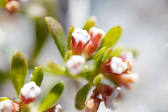 Paronychia discoveryi