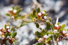 Paronychia discoveryi