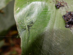 Aoaraneus pentagrammicus