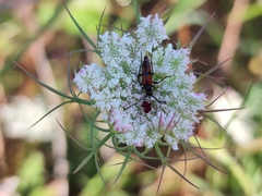 Stenurella bifasciata