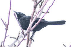Curaeus curaeus