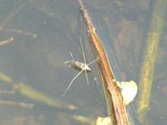 Limnogonus