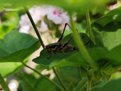 Eupholidoptera smyrnensis