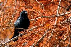 Molothrus rufoaxillaris