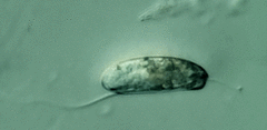 Anisonema acinus