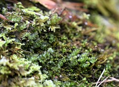 Hymenophyllum wilsonii