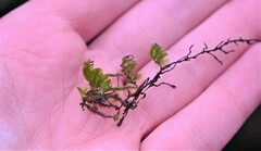 Hymenophyllum wilsonii