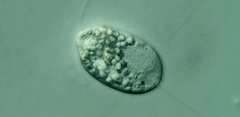Anisonema acinus