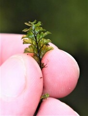 Hymenophyllum wilsonii