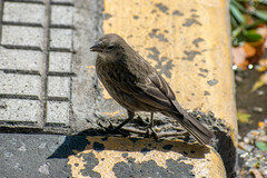 Molothrus bonariensis