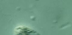 Anisonema acinus