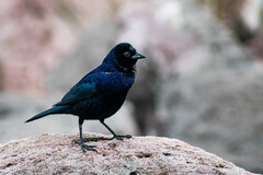 Molothrus bonariensis