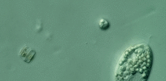 Anisonema acinus
